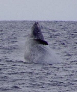 breaching whale maui