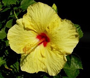 hibiscus maui