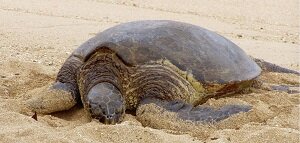 sea turtle maui beach