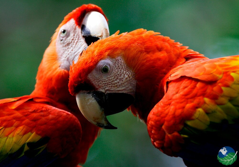 manuel antonio macaws