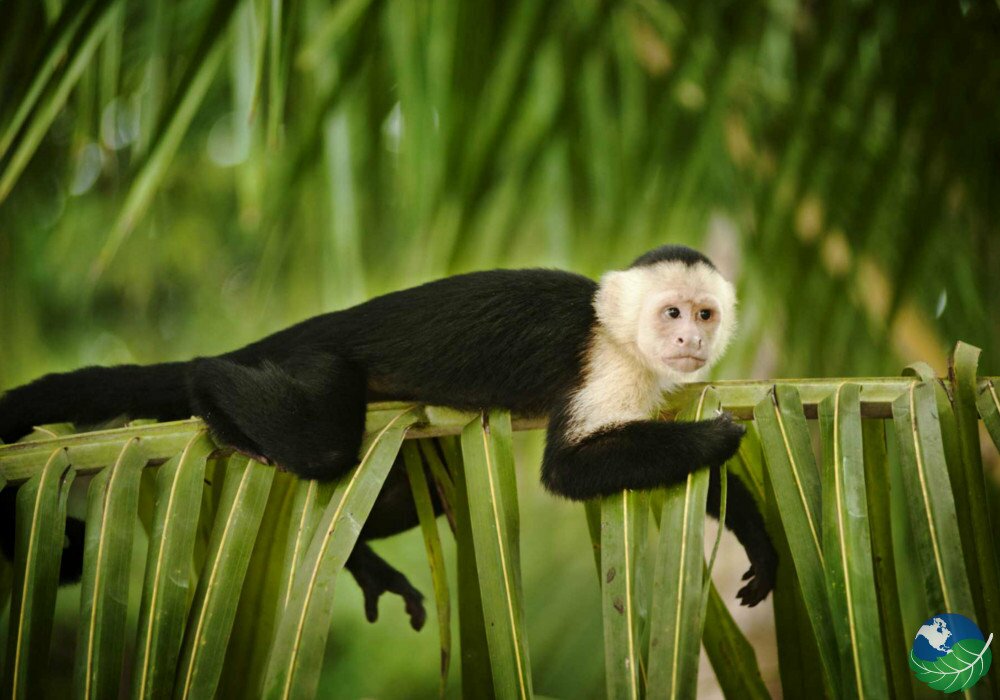 manuel antonio monkey
