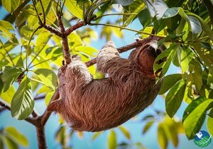 manuel antonio sloth