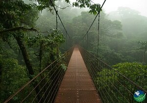 monteverde bridge