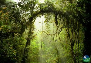 monteverde forest