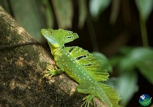 tortuguero lizard