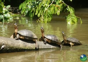 turtles tortuguero